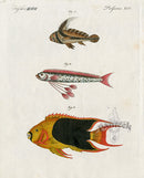 Bertuch Bilderbuch 1790 Tricolor Angelfish - Panteek Antique Prints