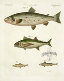 Bertuch Bilderbuch 1790 Tuna - Panteek Antique Prints