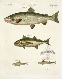 Bertuch Bilderbuch 1790 Tuna - Panteek Antique Prints
