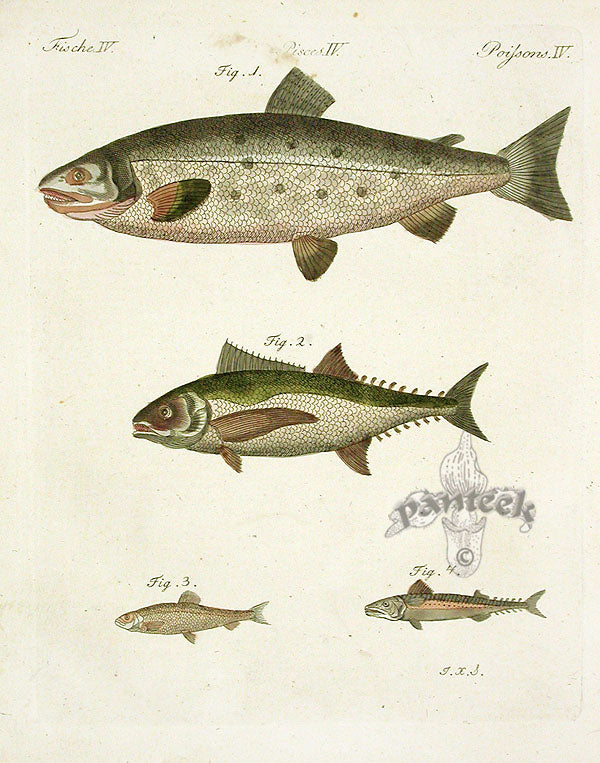 Bertuch Bilderbuch 1790 Tuna