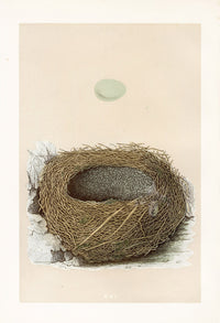 Bird Nest & Eggs Prints Morris 1875 Alpine Accentor - Panteek Antique Prints