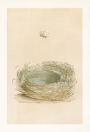 Bird Nest & Eggs Prints Morris 1875 Bearded Tit - Panteek Antique Prints