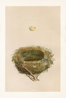 Bird Nest & Eggs Prints Morris 1875 Blackcap - Panteek Antique Prints