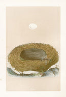 Bird Nest & Eggs Prints Morris 1875 Blackstart - Panteek Antique Prints