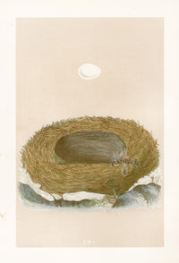 Bird Nest & Eggs Prints Morris 1875 Blackstart - Panteek Antique Prints
