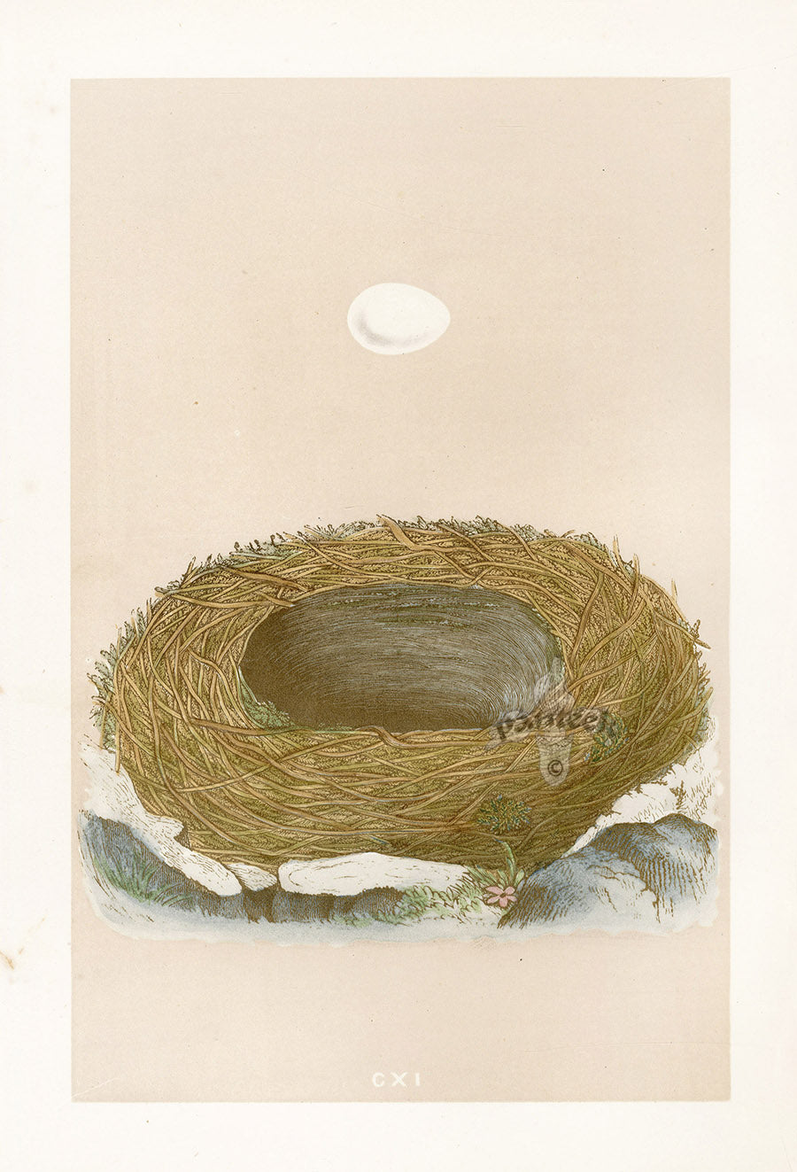 Bird Nest & Eggs Prints Morris 1875 Blackstart