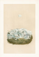 Bird Nest & Eggs Prints Morris 1875 Blue Tit - Panteek Antique Prints
