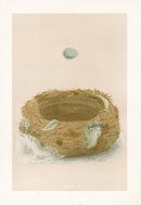 Bird Nest & Eggs Prints Morris 1875 BlueBreast - Panteek Antique Prints