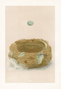 Bird Nest & Eggs Prints Morris 1875 BlueBreast - Panteek Antique Prints