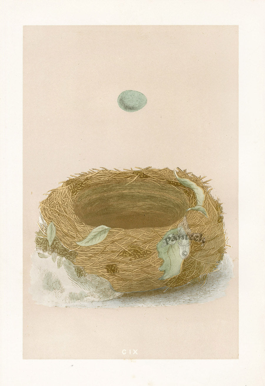 Bird Nest & Eggs Prints Morris 1875 BlueBreast