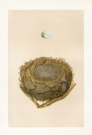 Bird Nest & Eggs Prints Morris 1875 Bullfinch - Panteek Antique Prints