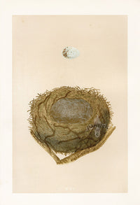 Bird Nest & Eggs Prints Morris 1875 Bullfinch - Panteek Antique Prints