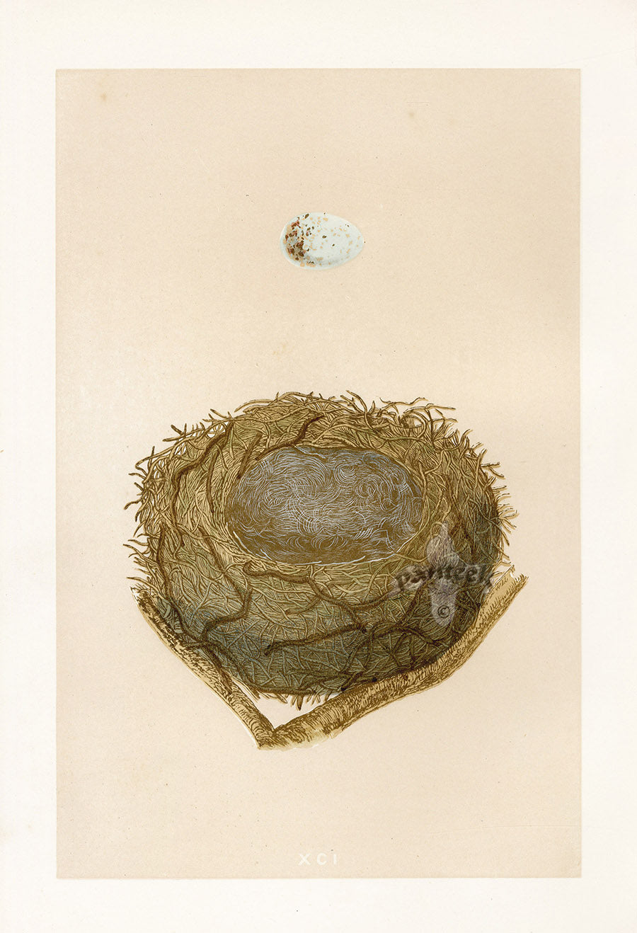 Bird Nest & Eggs Prints Morris 1875 Bullfinch
