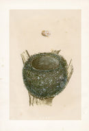 Bird Nest & Eggs Prints Morris 1875 Chaffinch - Panteek Antique Prints