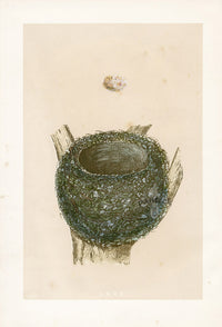 Bird Nest & Eggs Prints Morris 1875 Chaffinch - Panteek Antique Prints