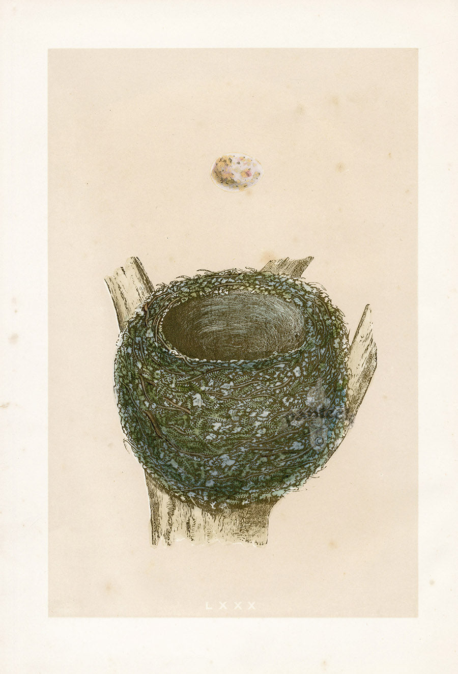 Bird Nest & Eggs Prints Morris 1875 Chaffinch