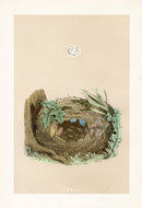 Bird Nest & Eggs Prints Morris 1875 Chiff Chaff - Panteek Antique Prints