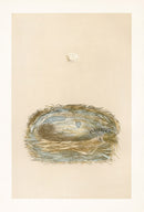 Bird Nest & Eggs Prints Morris 1875 Cole Tit - Panteek Antique Prints
