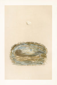 Bird Nest & Eggs Prints Morris 1875 Cole Tit - Panteek Antique Prints