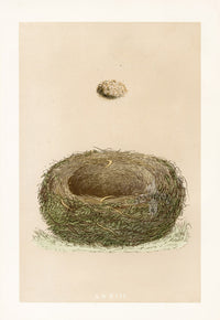 Bird Nest & Eggs Prints Morris 1875 Crested Lark - Panteek Antique Prints