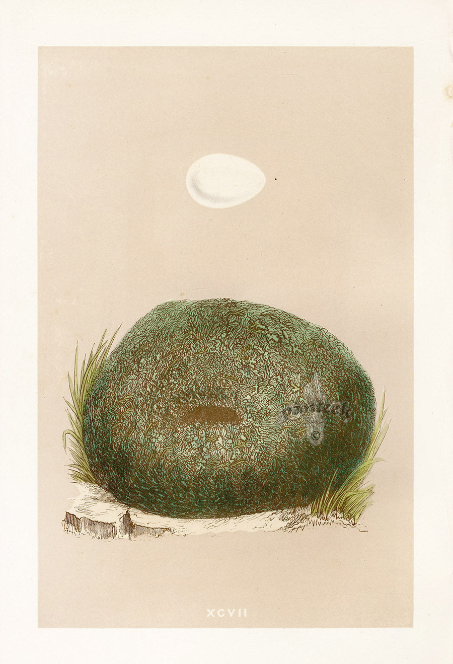 Bird Nest & Eggs Prints Morris 1875 Dipper