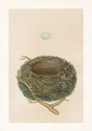 Bird Nest & Eggs Prints Morris 1875 Dunnock - Panteek Antique Prints