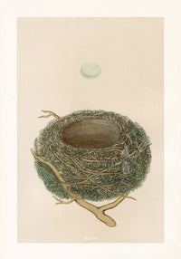 Bird Nest & Eggs Prints Morris 1875 Dunnock - Panteek Antique Prints