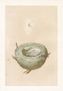 Bird Nest & Eggs Prints Morris 1875 Goldfinch - Panteek Antique Prints