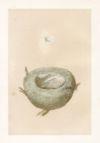 Bird Nest & Eggs Prints Morris 1875 Goldfinch - Panteek Antique Prints