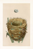 Bird Nest & Eggs Prints Morris 1875 Great Sedge Warbler - Panteek Antique Prints