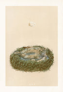 Bird Nest & Eggs Prints Morris 1875 Great Tit - Panteek Antique Prints