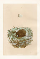 Bird Nest & Eggs Prints Morris 1875 Greenfinch - Panteek Antique Prints