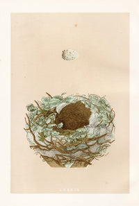 Bird Nest & Eggs Prints Morris 1875 Greenfinch - Panteek Antique Prints