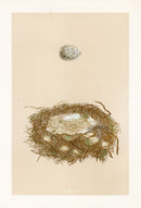 Bird Nest & Eggs Prints Morris 1875 Grey Shrike - Panteek Antique Prints