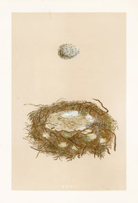 Bird Nest & Eggs Prints Morris 1875 Grey Shrike - Panteek Antique Prints