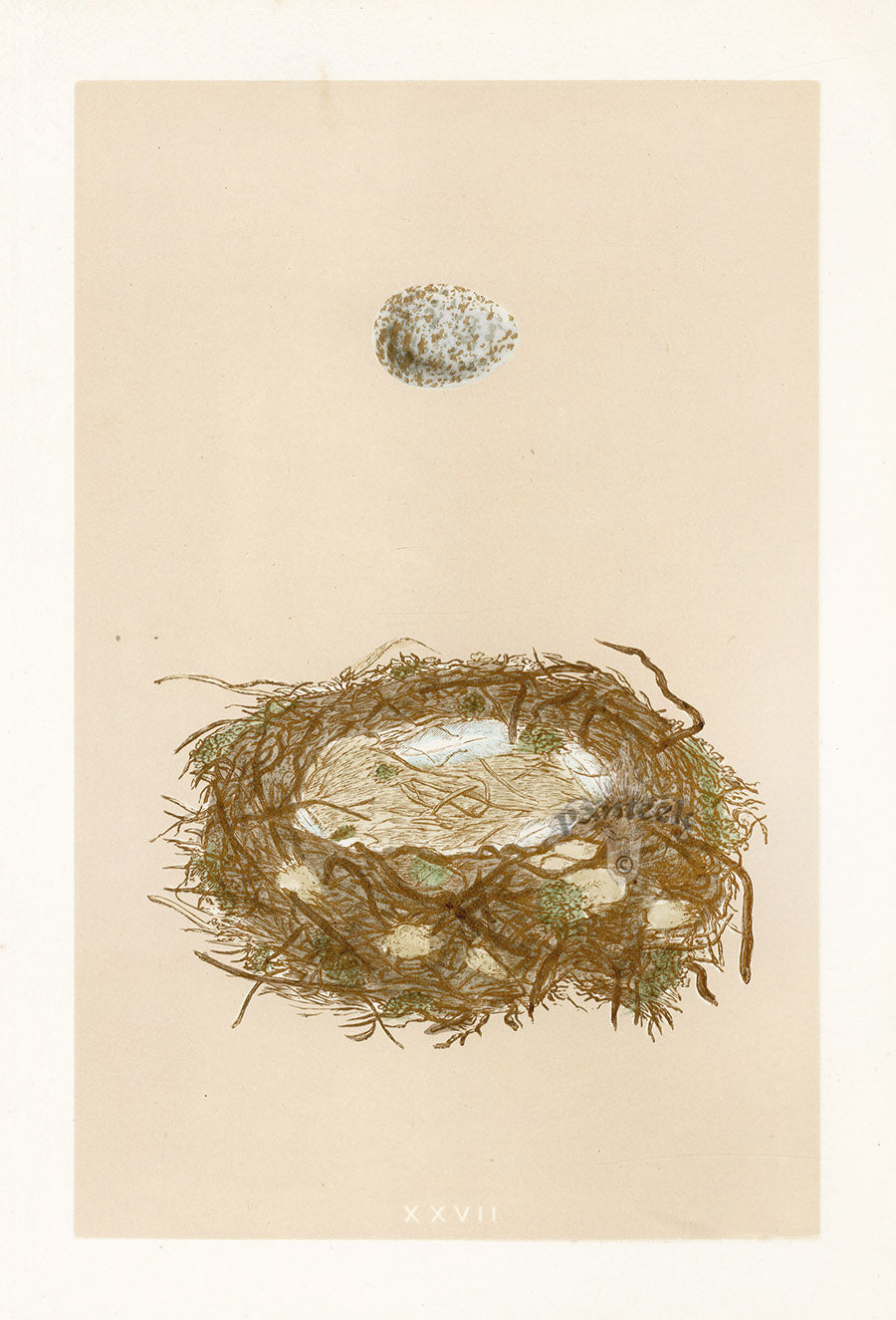 Bird Nest & Eggs Prints Morris 1875 Grey Shrike
