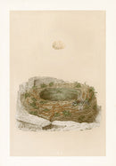 Bird Nest & Eggs Prints Morris 1875 Grey Wagtail - Panteek Antique Prints
