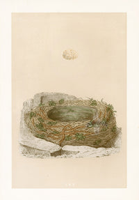 Bird Nest & Eggs Prints Morris 1875 Grey Wagtail - Panteek Antique Prints