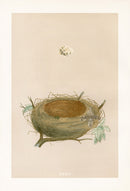 Bird Nest & Eggs Prints Morris 1875 Lesser Whitehroat - Panteek Antique Prints