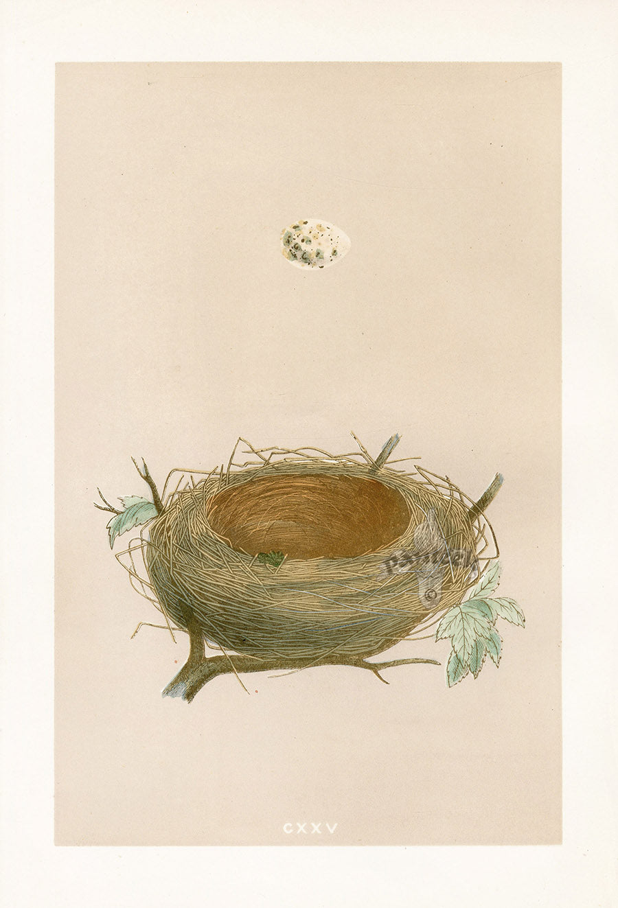 Bird Nest & Eggs Prints Morris 1875 Lesser Whitehroat