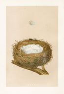 Bird Nest & Eggs Prints Morris 1875 Linnet - Panteek Antique Prints