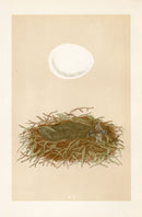 Bird Nest & Eggs Prints Morris 1875 Marsh Harrier - Panteek Antique Prints