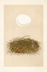 Bird Nest & Eggs Prints Morris 1875 Marsh Harrier - Panteek Antique Prints