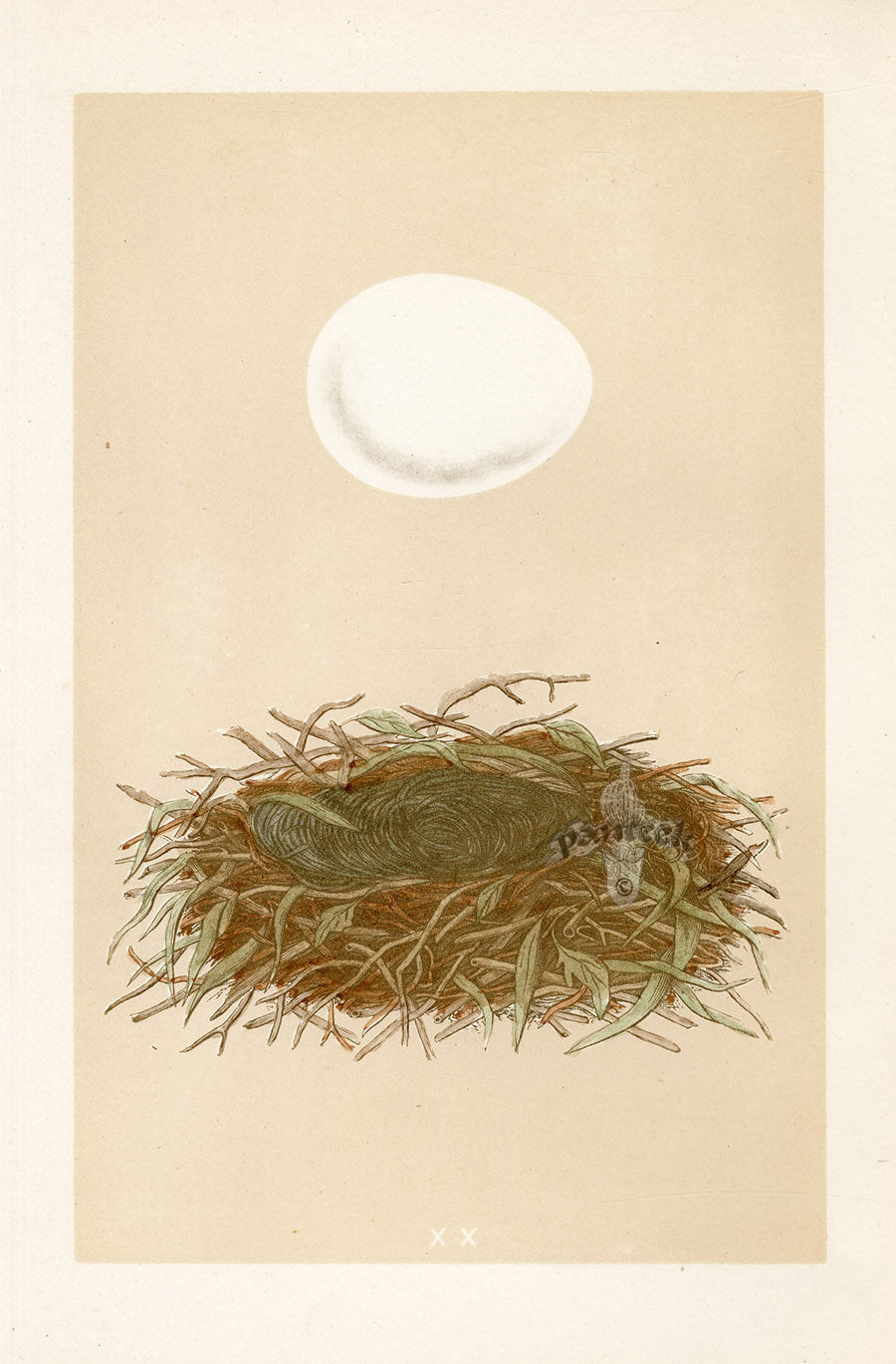 Bird Nest & Eggs Prints Morris 1875 Marsh Harrier