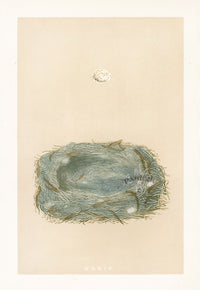 Bird Nest & Eggs Prints Morris 1875 Marsh Tit - Panteek Antique Prints