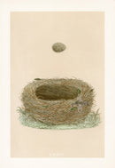 Bird Nest & Eggs Prints Morris 1875 Meadow Pipit - Panteek Antique Prints