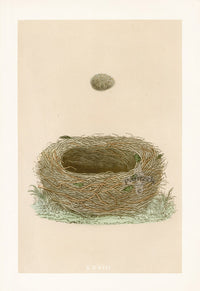 Bird Nest & Eggs Prints Morris 1875 Meadow Pipit - Panteek Antique Prints
