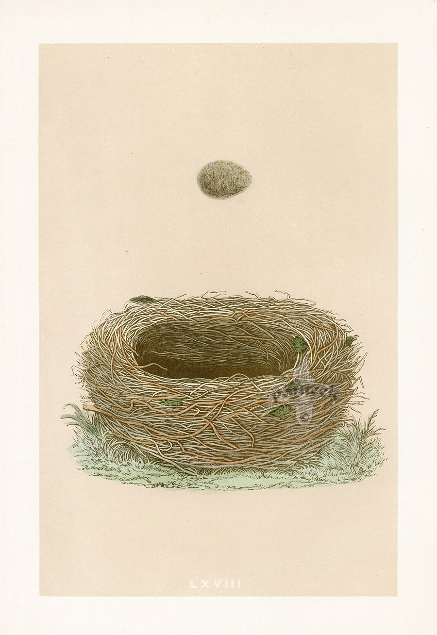 Bird Nest & Eggs Prints Morris 1875 Meadow Pipit