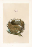 Bird Nest & Eggs Prints Morris 1875 Melodious Willow Warbler - Panteek Antique Prints