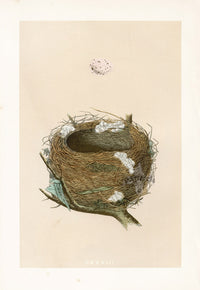 Bird Nest & Eggs Prints Morris 1875 Melodious Willow Warbler - Panteek Antique Prints